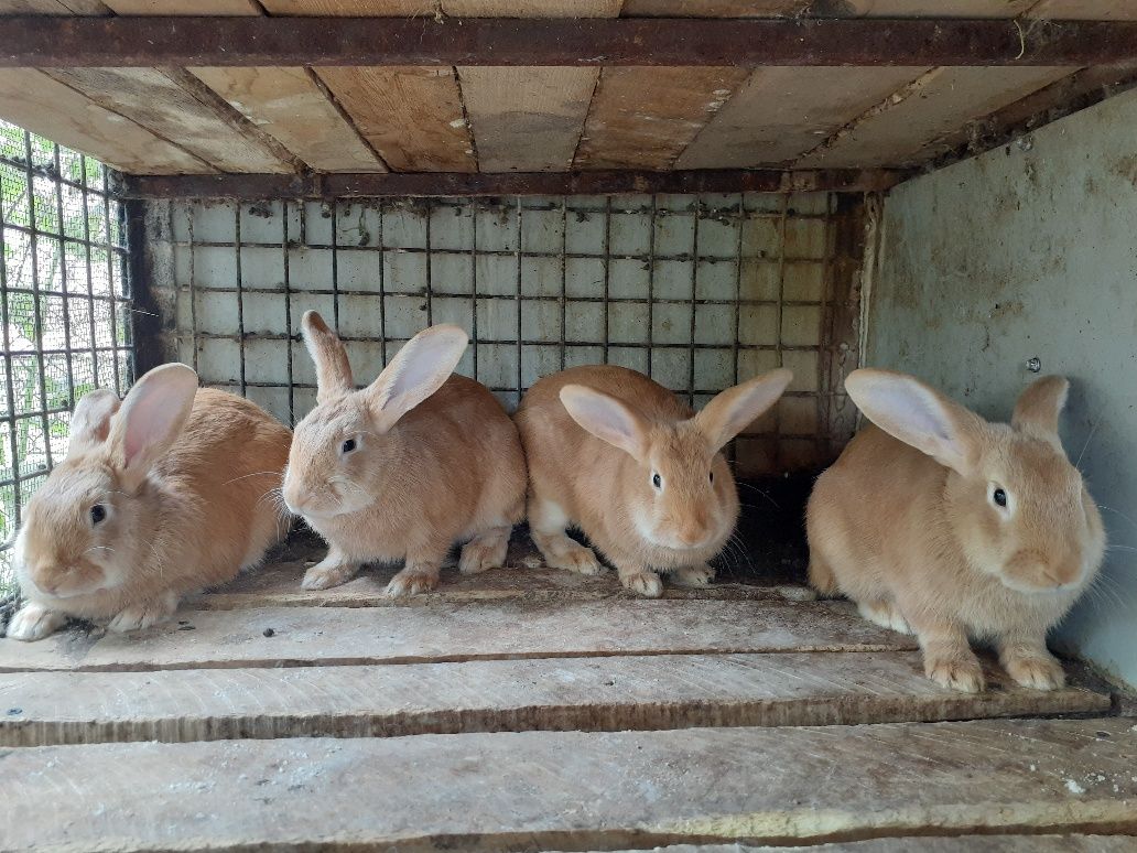 4 крольчихи на продажу