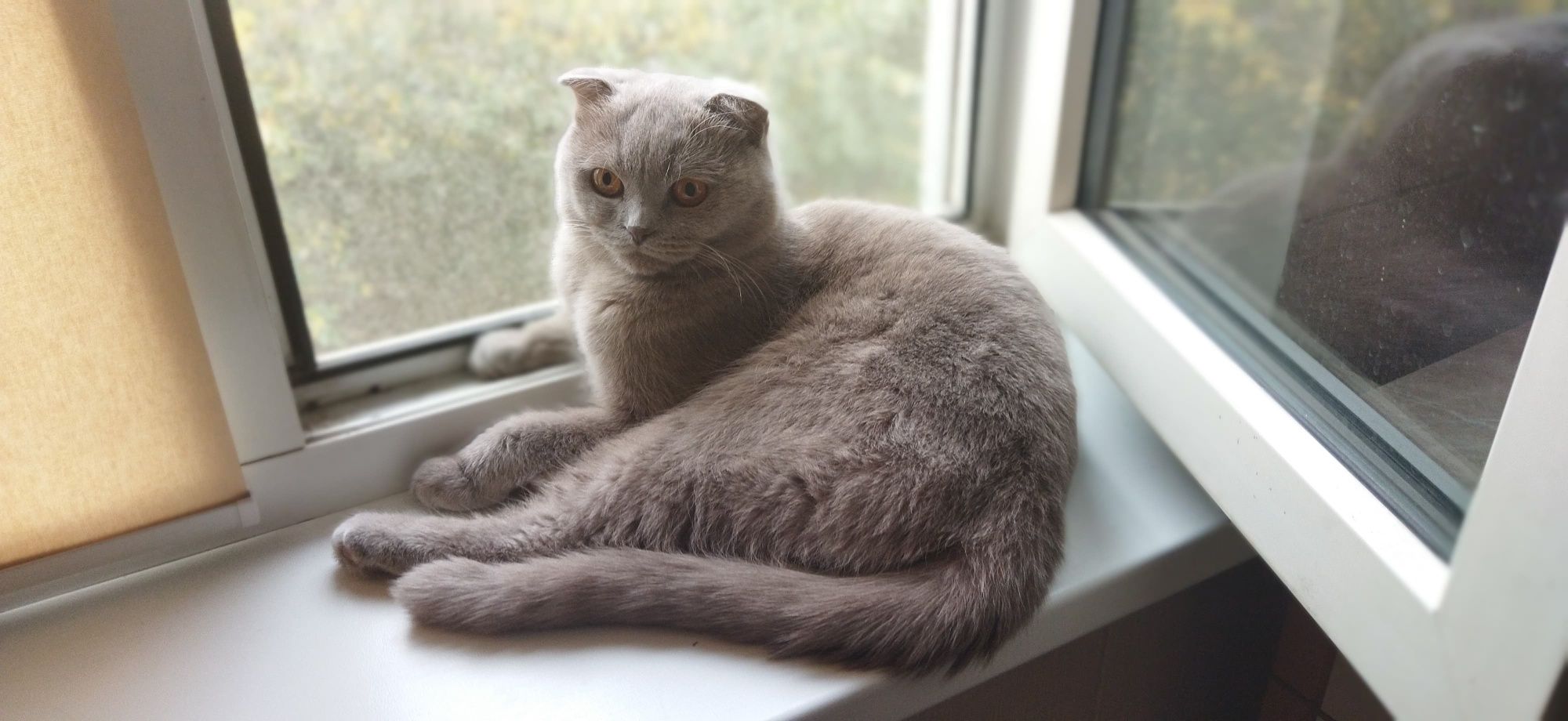 Шотландская вислоухая кошка