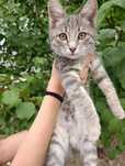 Котенок в добрые руки