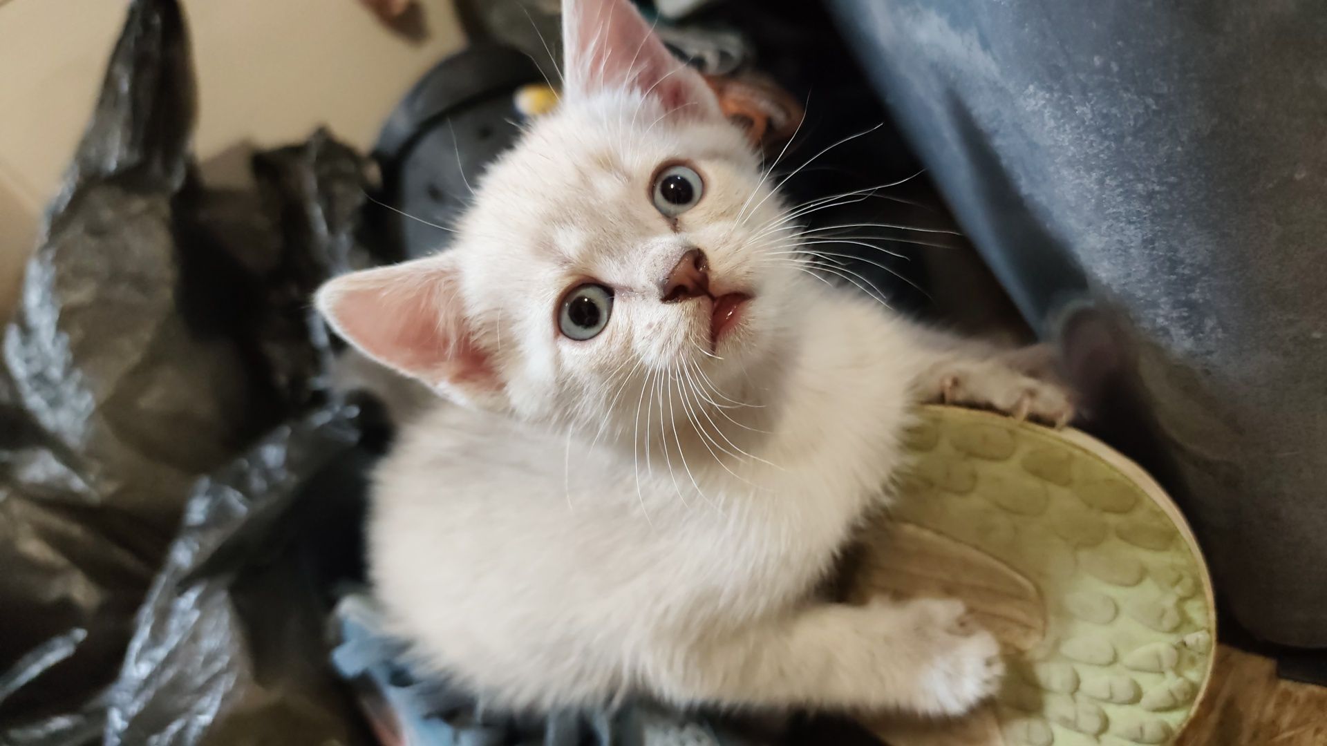 Отдам котят бесплатно