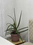 Продам Алоэ 3-5 лет цена договорная