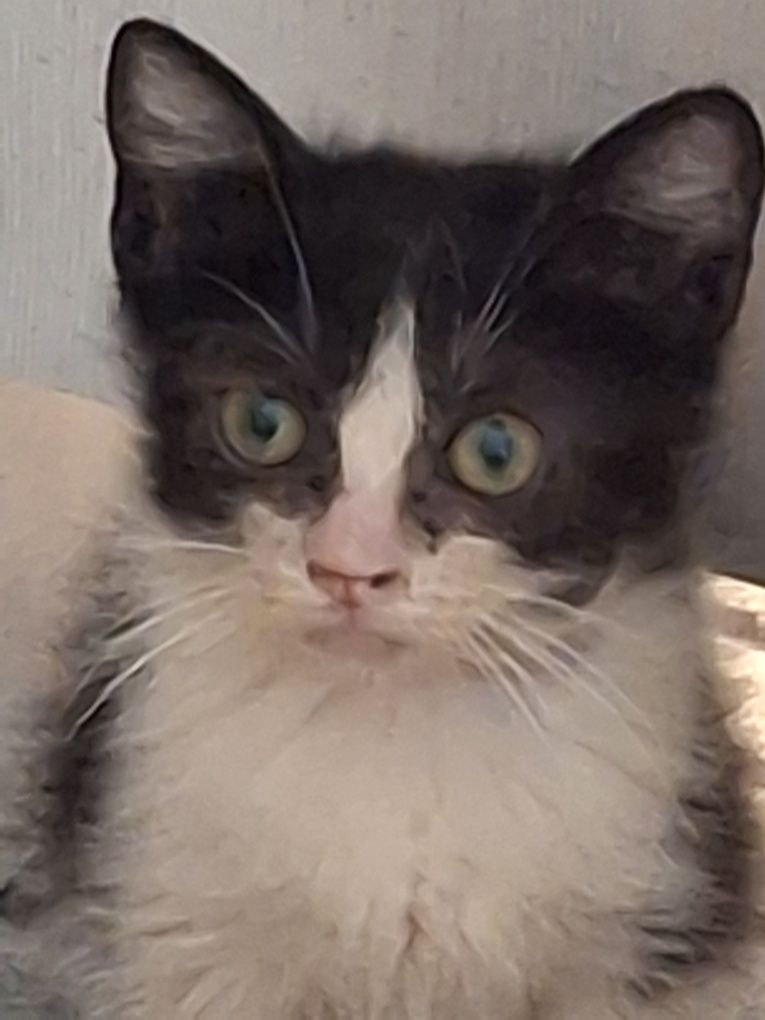 Красивый котёнок