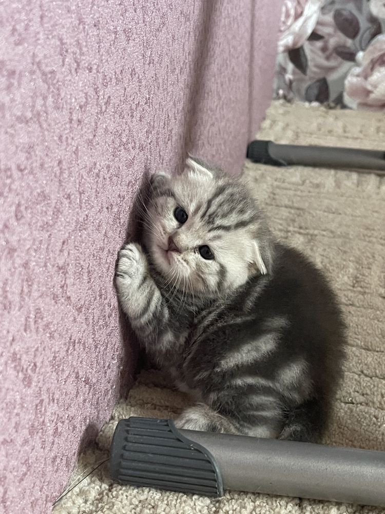 Шотландцы котята продам