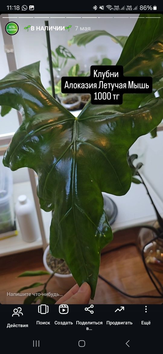 Продам отростки и срезы растений.