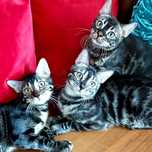 Нравится Экзотика и Эксклюзив ? Black Bengal Cats. ЦЕНА от 300 тыс.