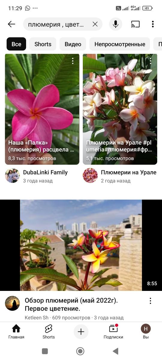 Плюмерия , дерево уже.