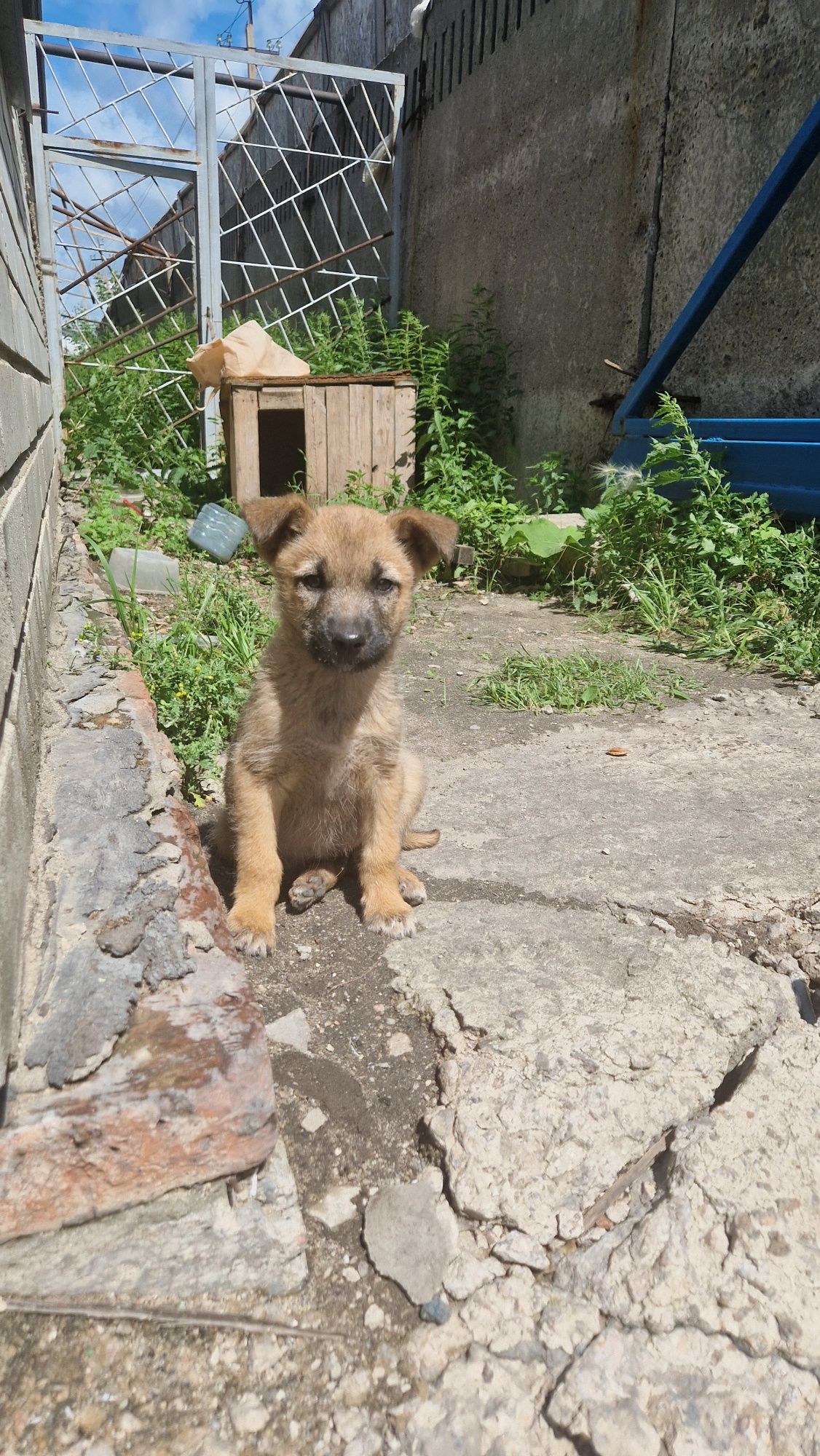 Щенки в добрые руки