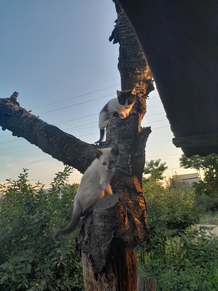 Отдам котят от кошки крыселовки