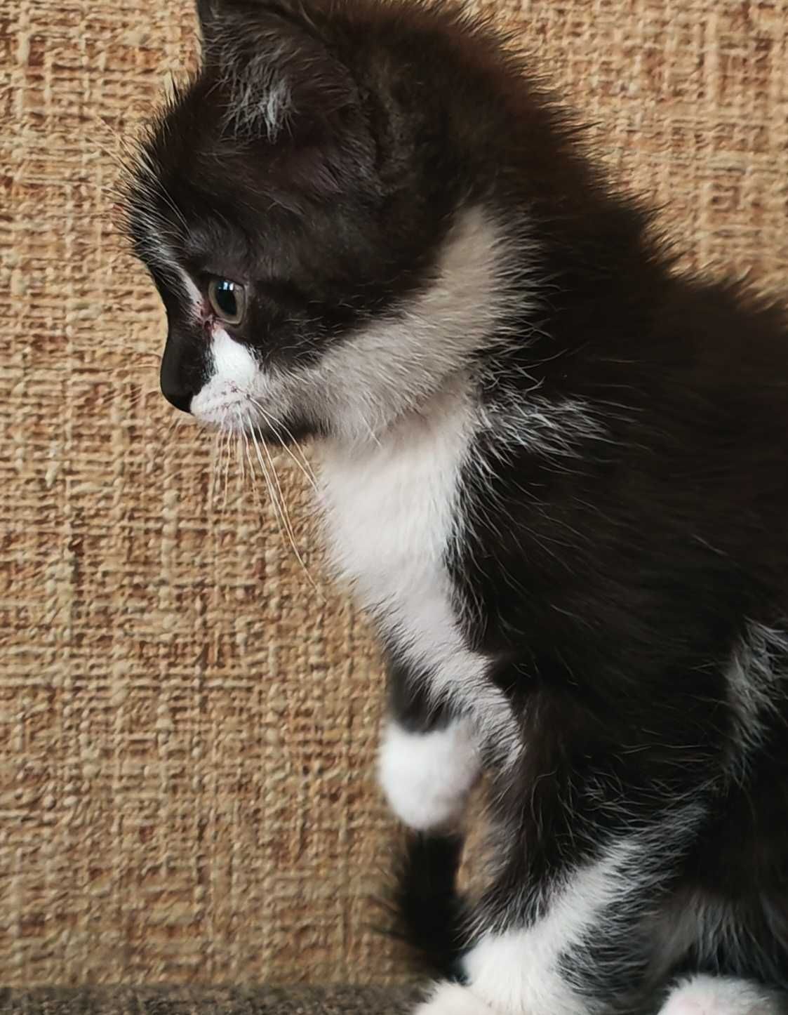 Котёнок чёрный в белых тапочках