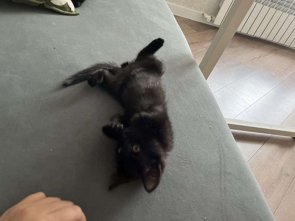 котик мальчик 2 месяца