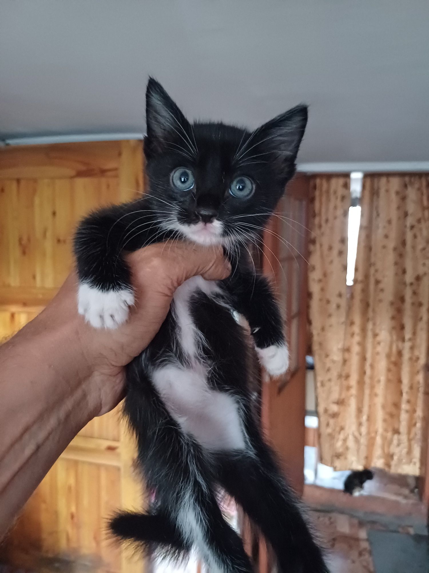 Отдам котят в добрые руки