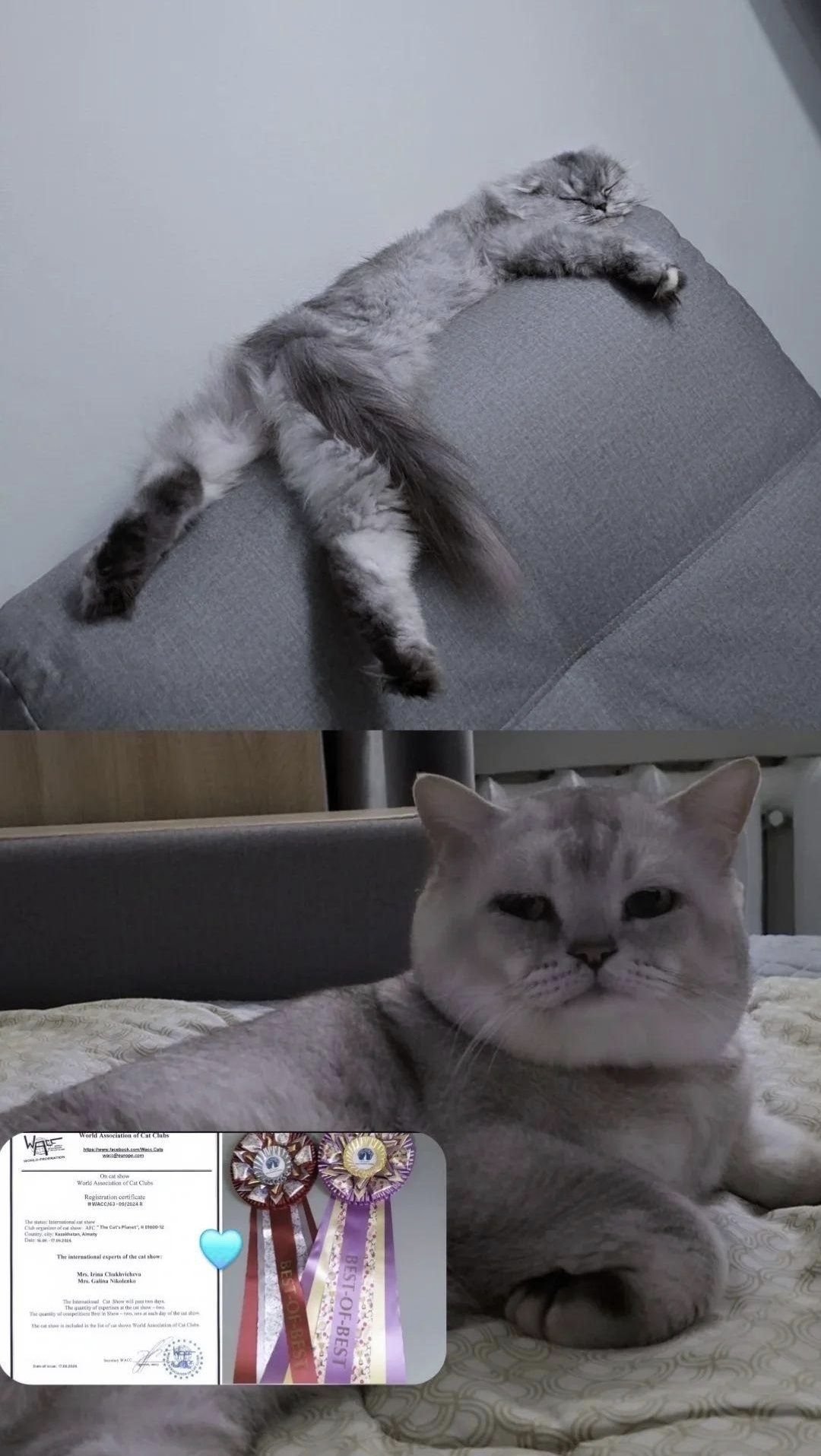 Вязка, Прямоухий Кот! ( Для вислоухих и прямоухих)