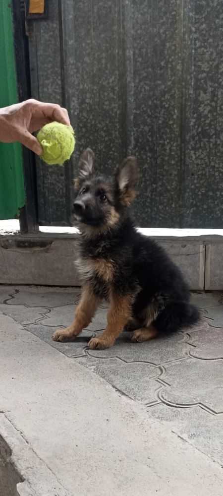 Щенки немецкой овчарки