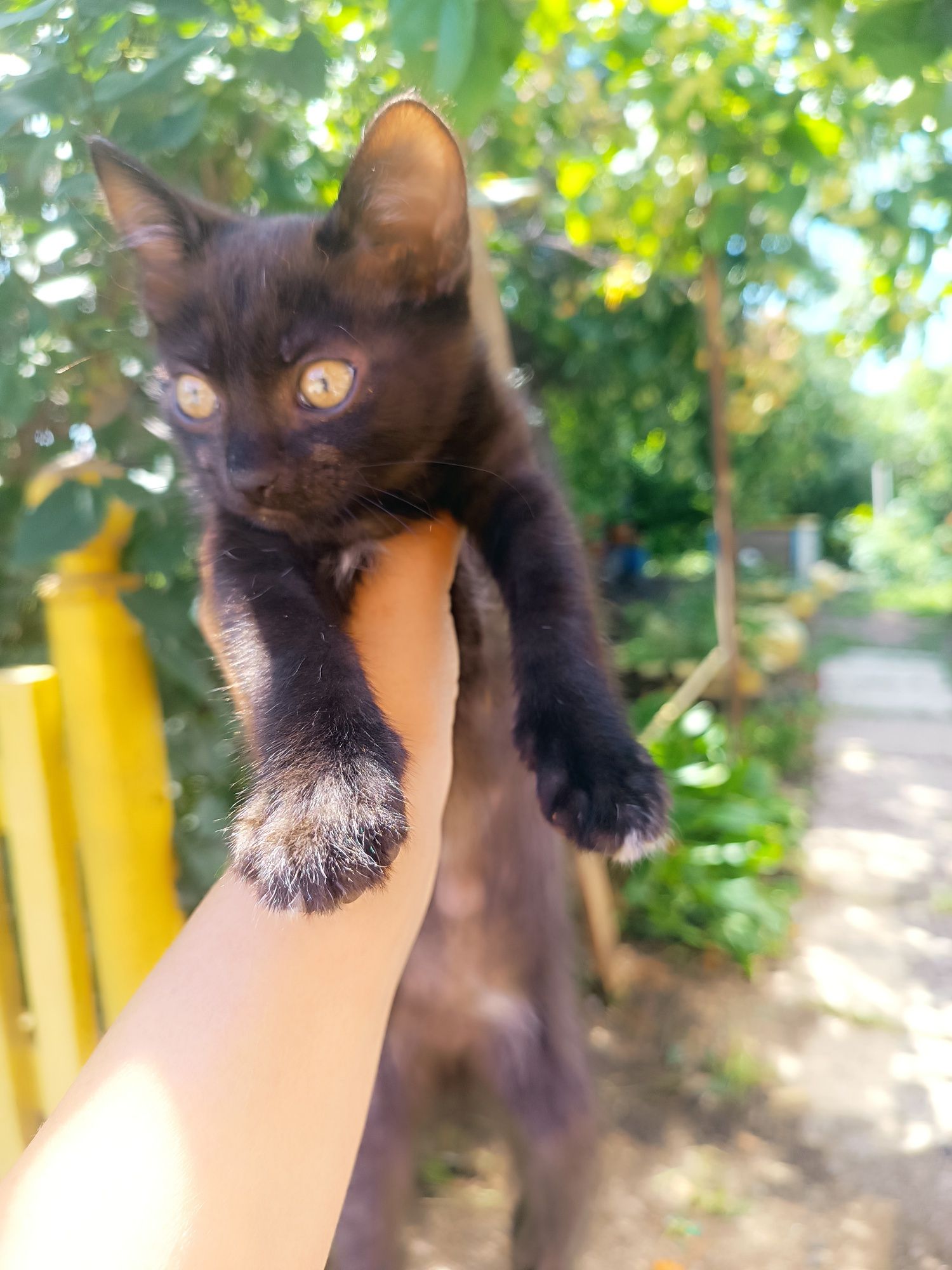 Отдам котят в добрые руки