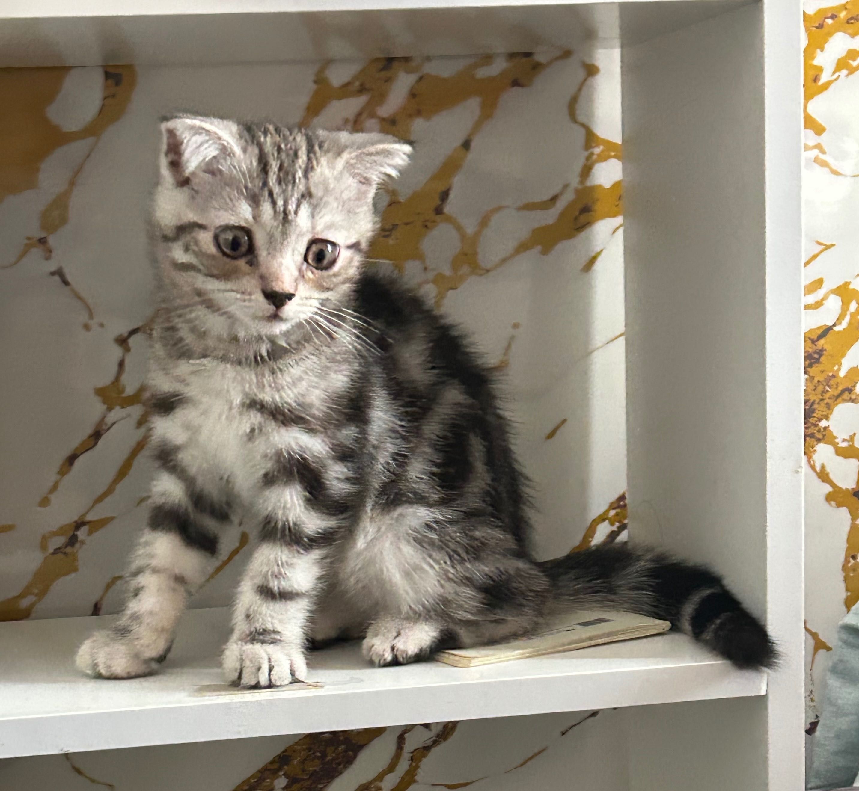 Котята шотландские