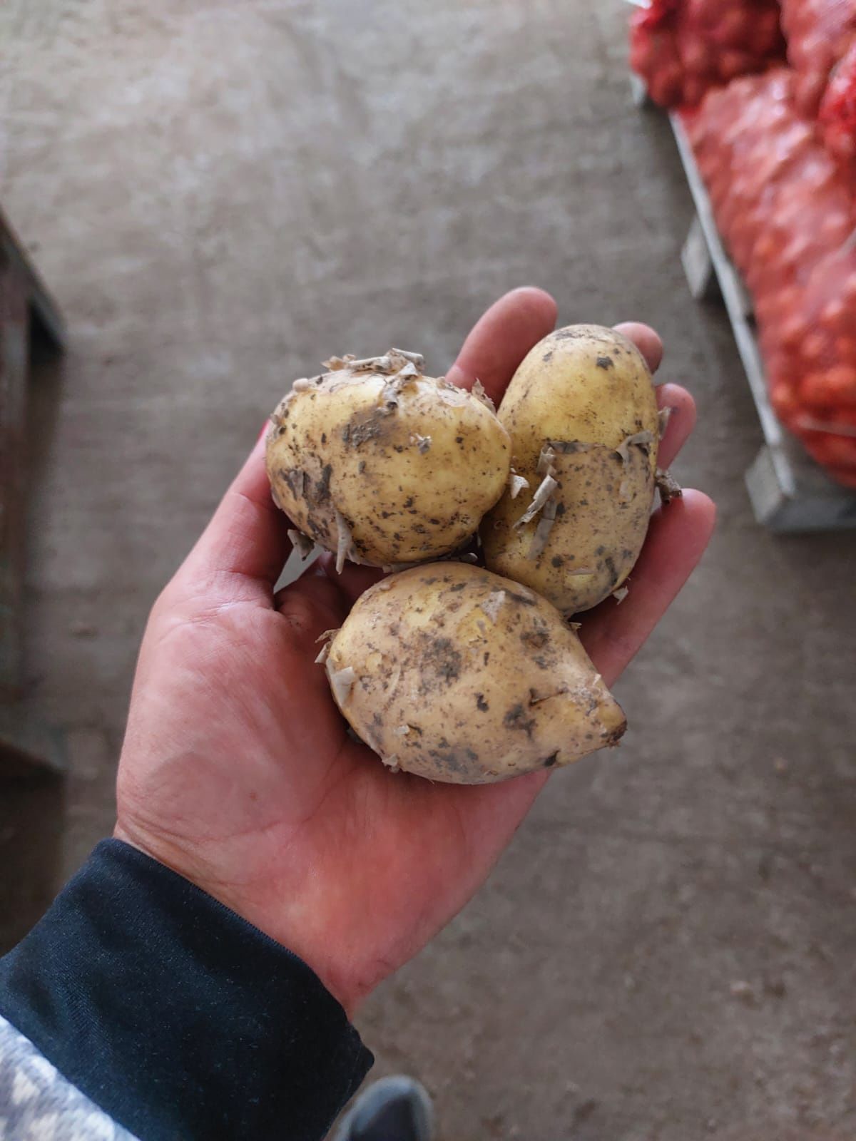 Продам картошку едовую
