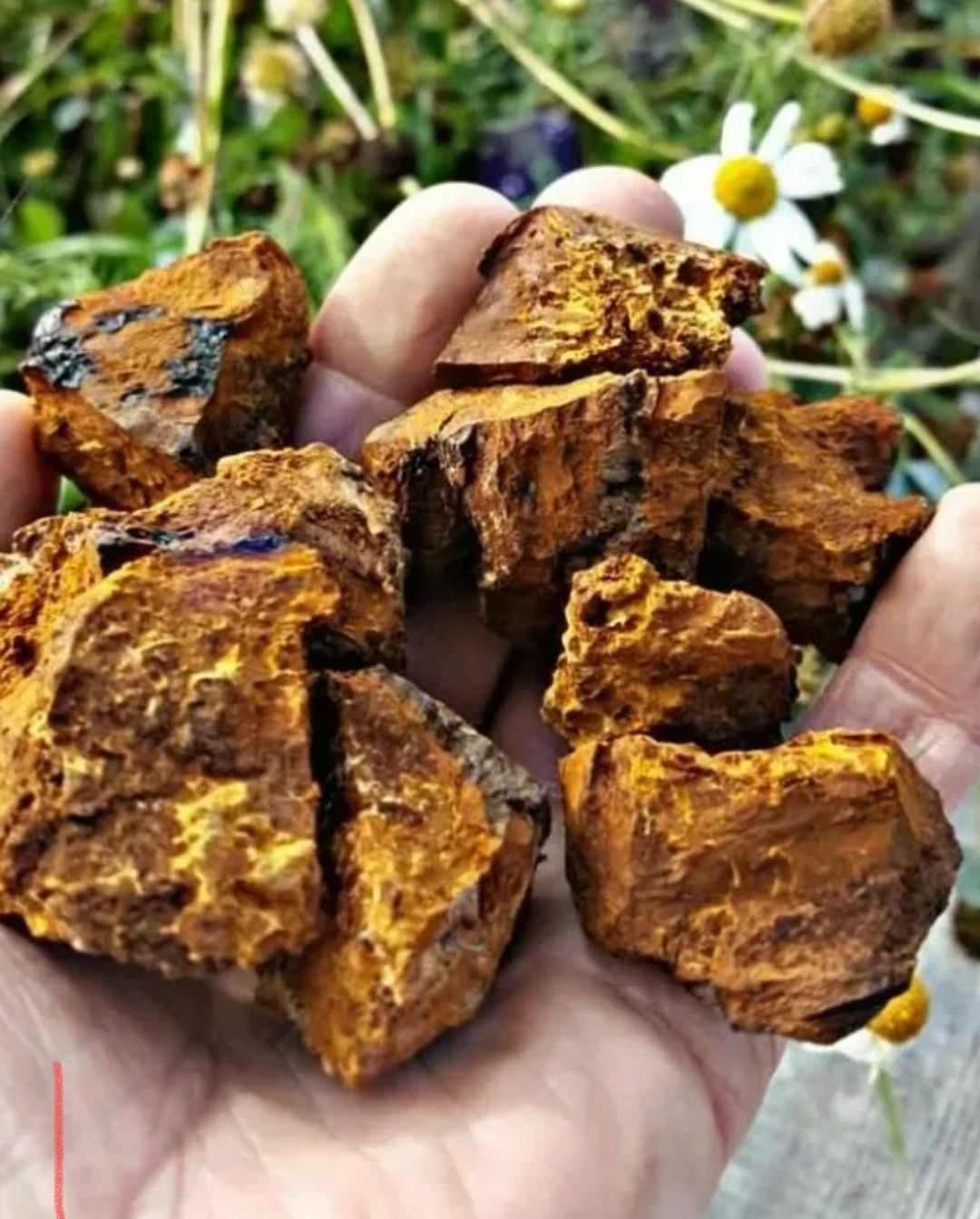 Продам чагу свежесобраную