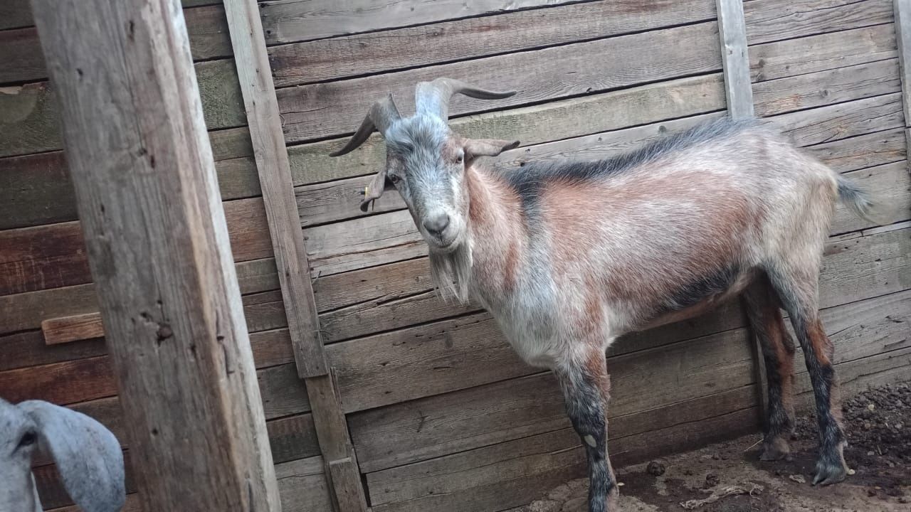 Продам козла и козу дойною