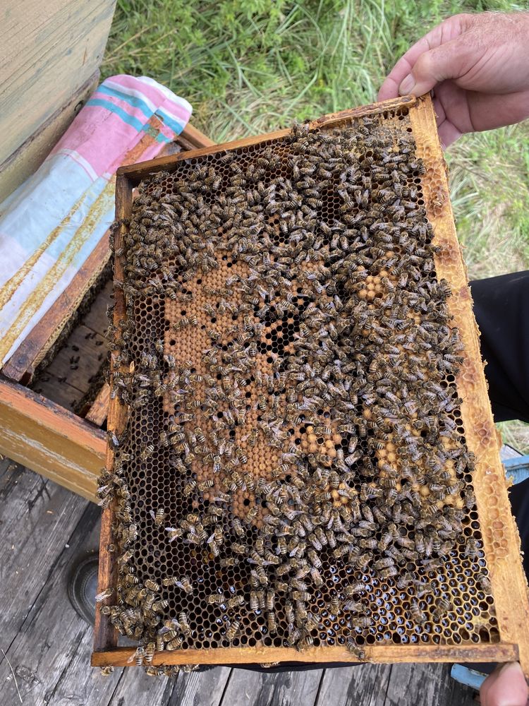 Продам свежий алтайский мёд 2022 года!