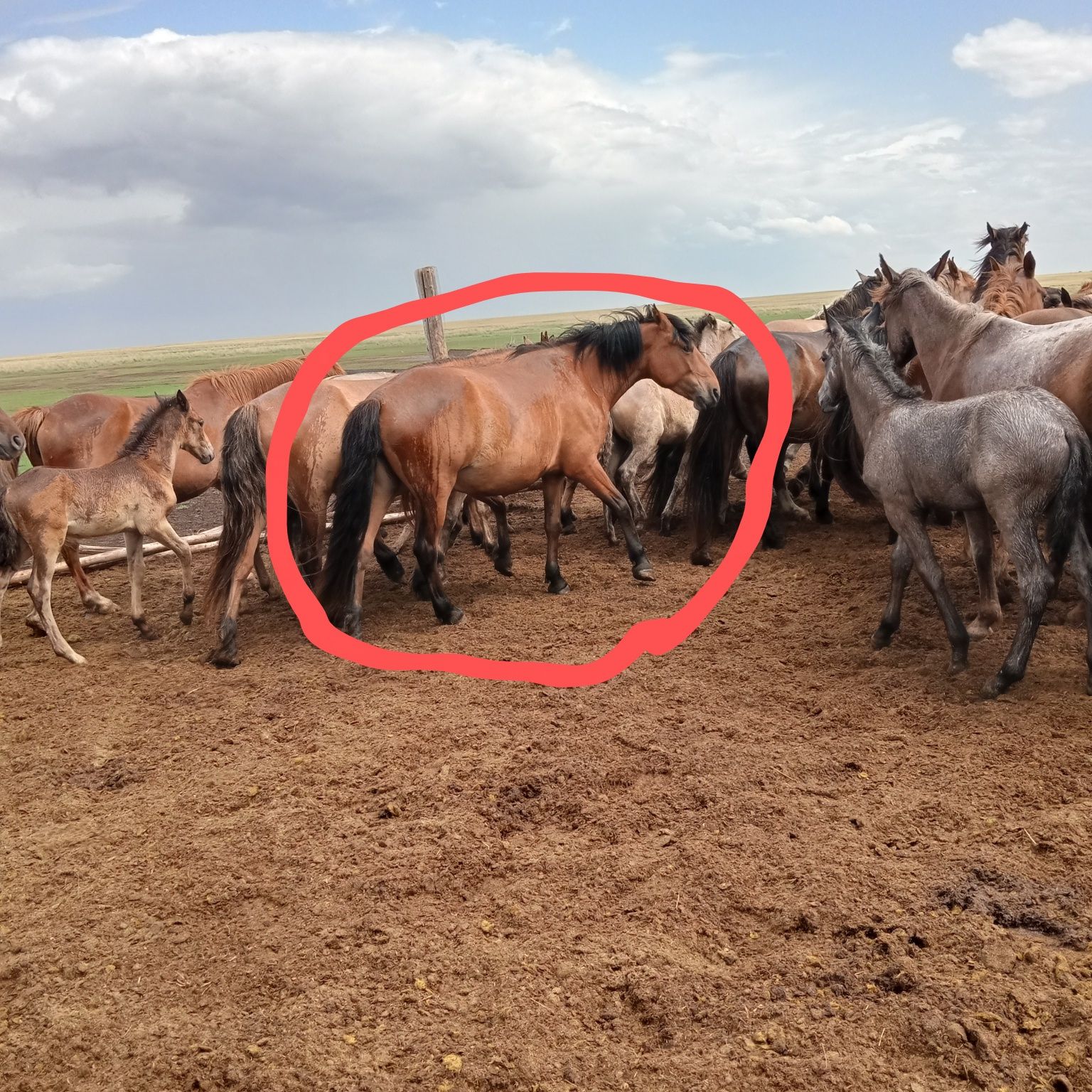 Кобыла яловая 7 летка упитанная находится на падсбище вблизи село заря