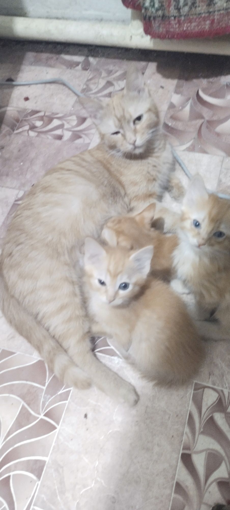 Породистые котята