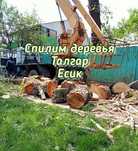 Спилим деревья любой сложности. Спил Спилить Дерево. Ағаш