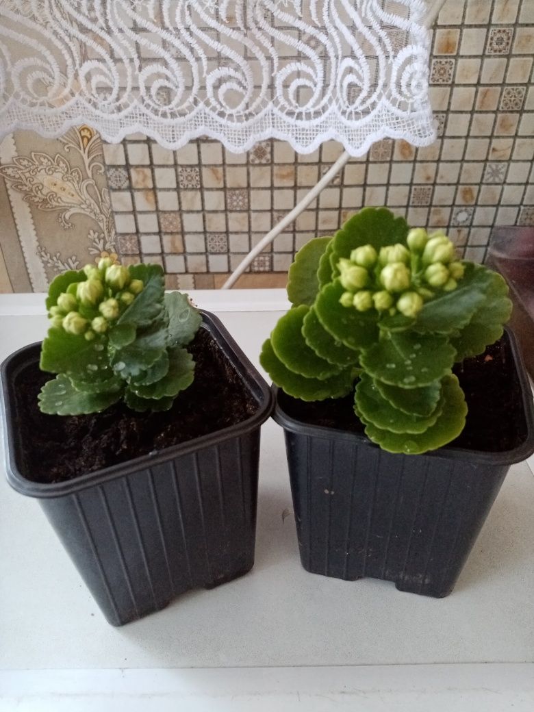 Продам одну пилу, Советские. .