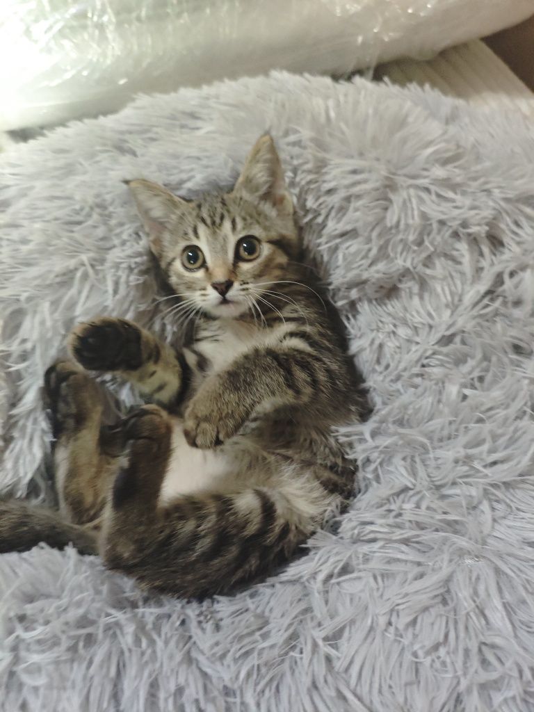Отдам котят в добрые руки