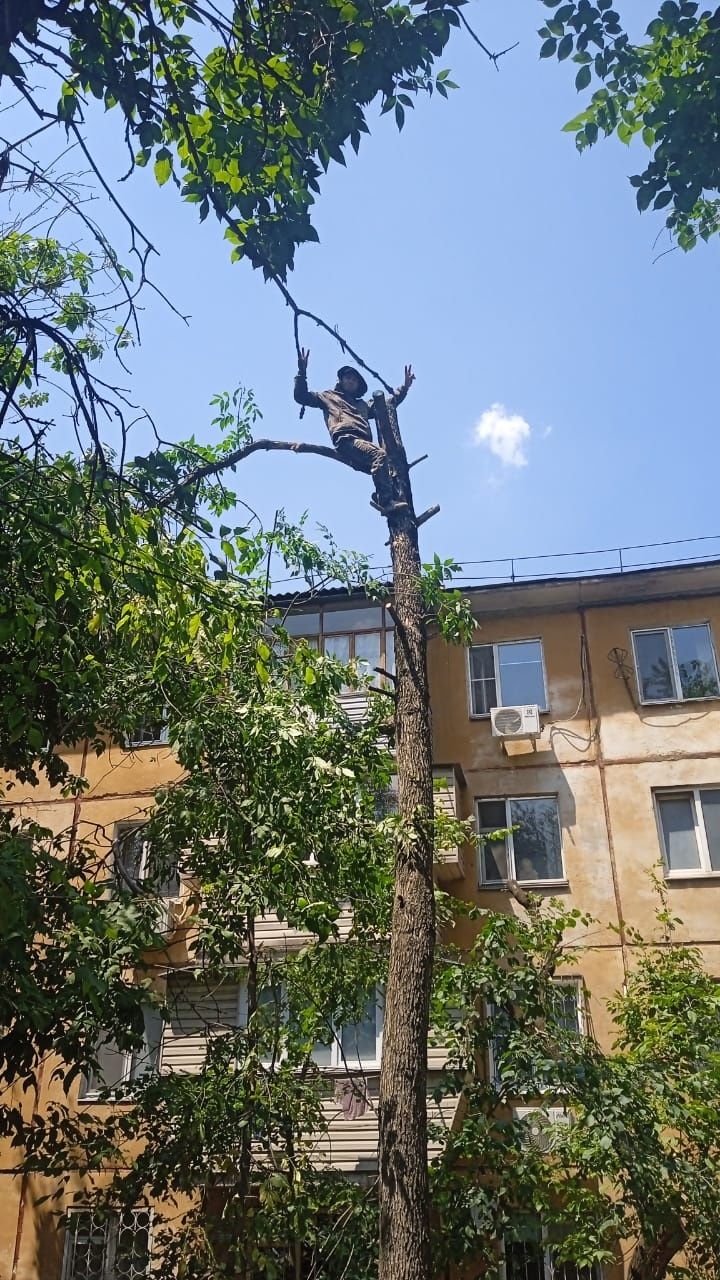 Спил и обрезка деревьев любой сложности