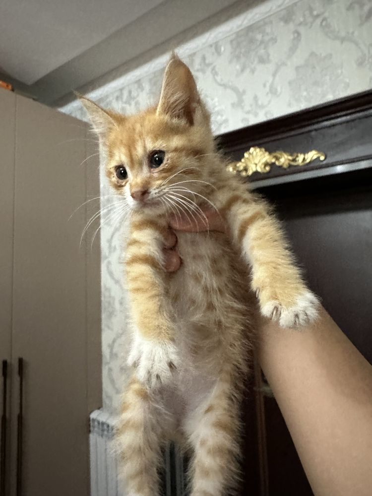 отдам котенка в добрые руки