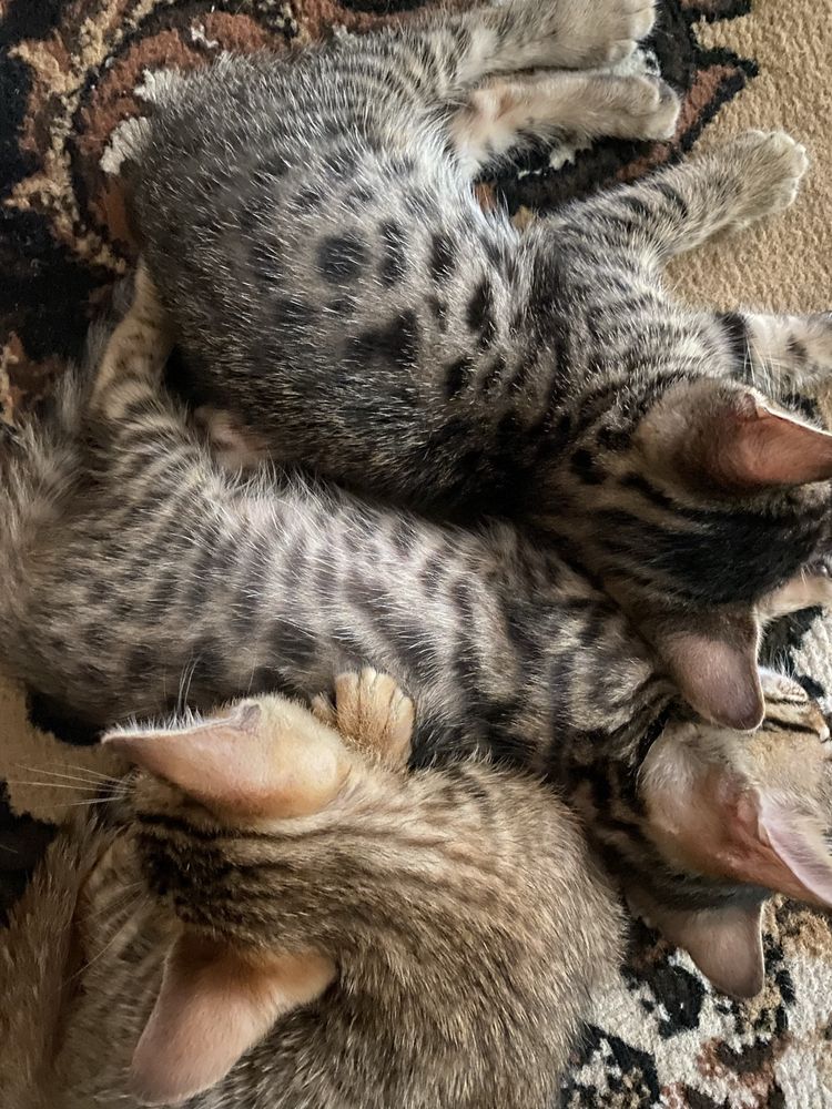 Бенгальские котята