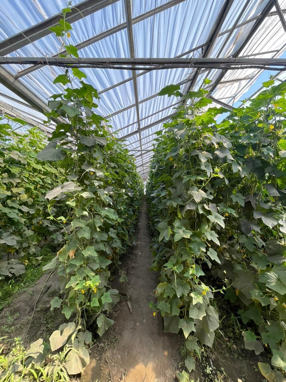 Теплица парник 3 га