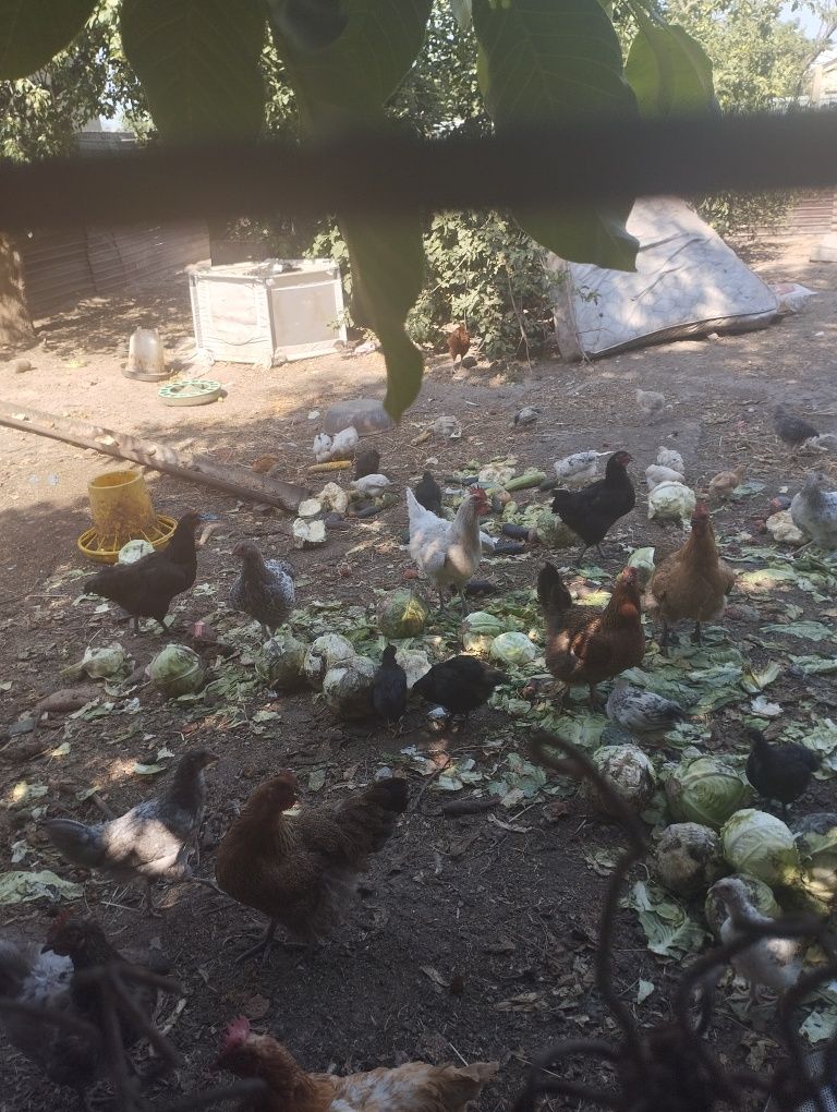 цыплята домашние
