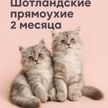Шотландские прямоухие котята (2 месяца) ищут любящие руки!