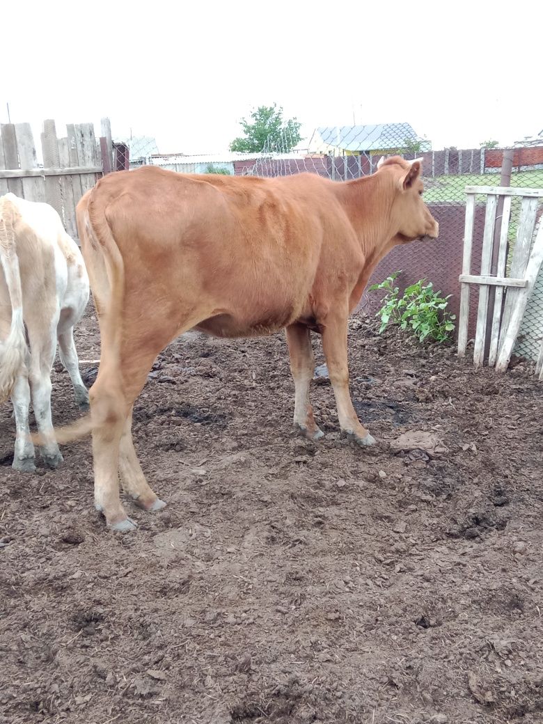 Продам телоку кашар