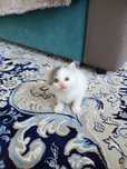Кошка с котятами