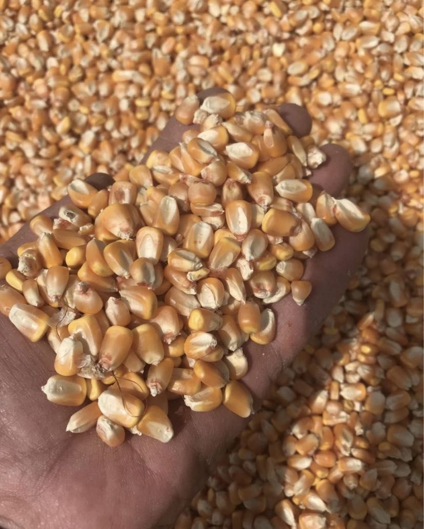 Продам кукурузу для скота