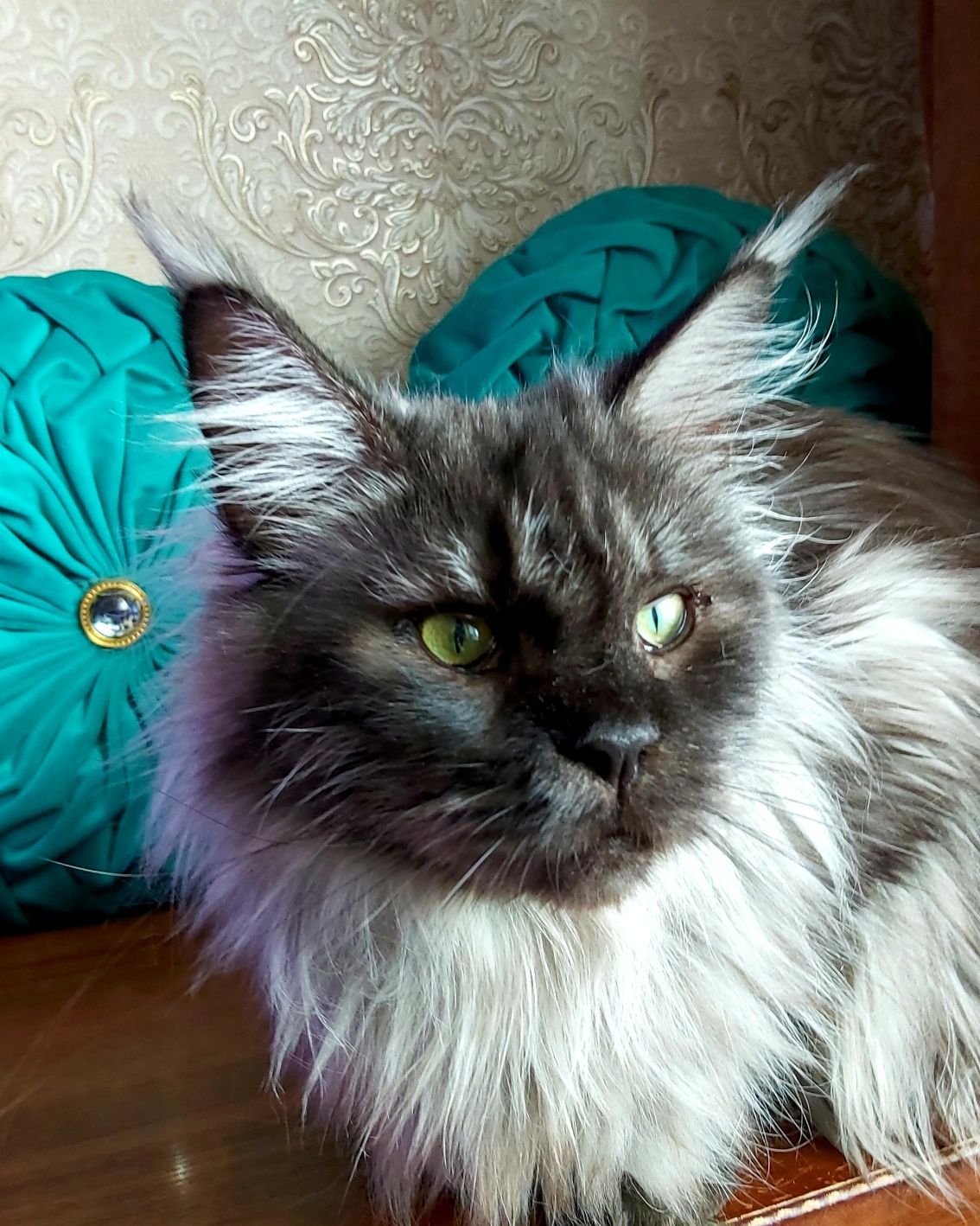 Гигантские Кошки. КОТЯТА Мейн- Кун