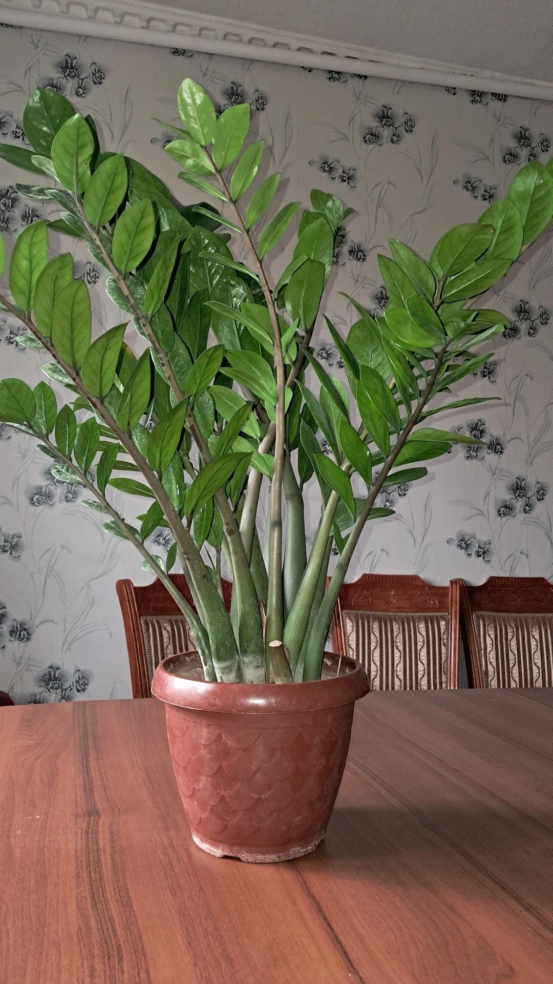 Замиокулькас(Доллар) Мырзакент