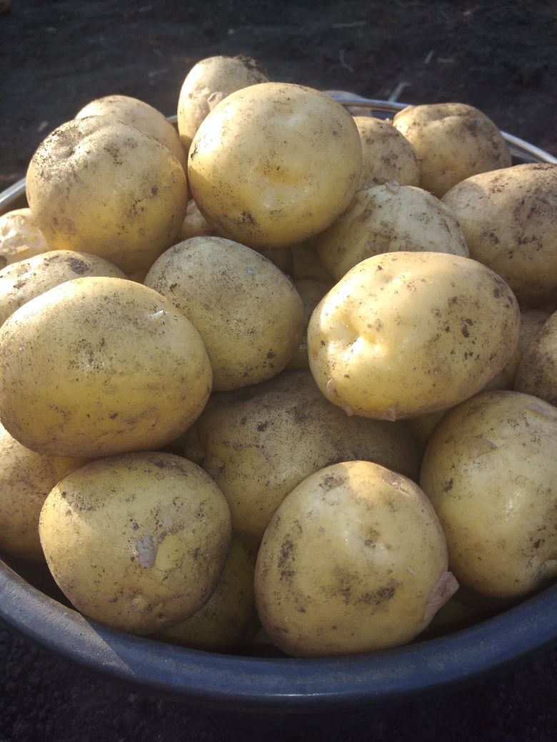 Продам молодой картофель.