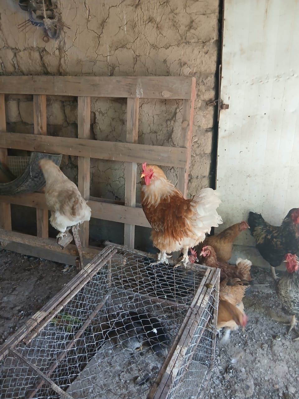 Продам петух 2 шт