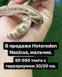 Свиноносый уж