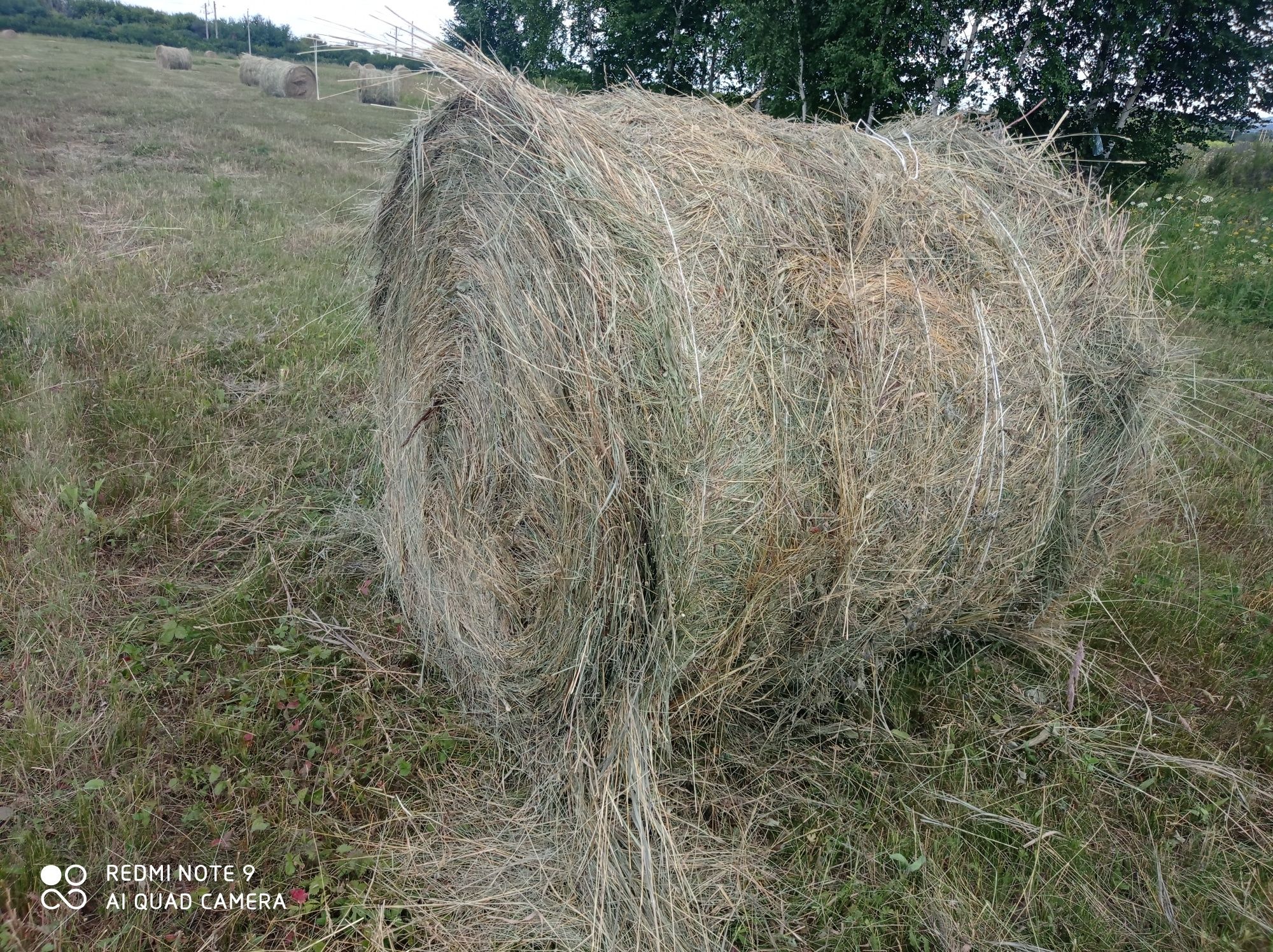 Продам продам сено