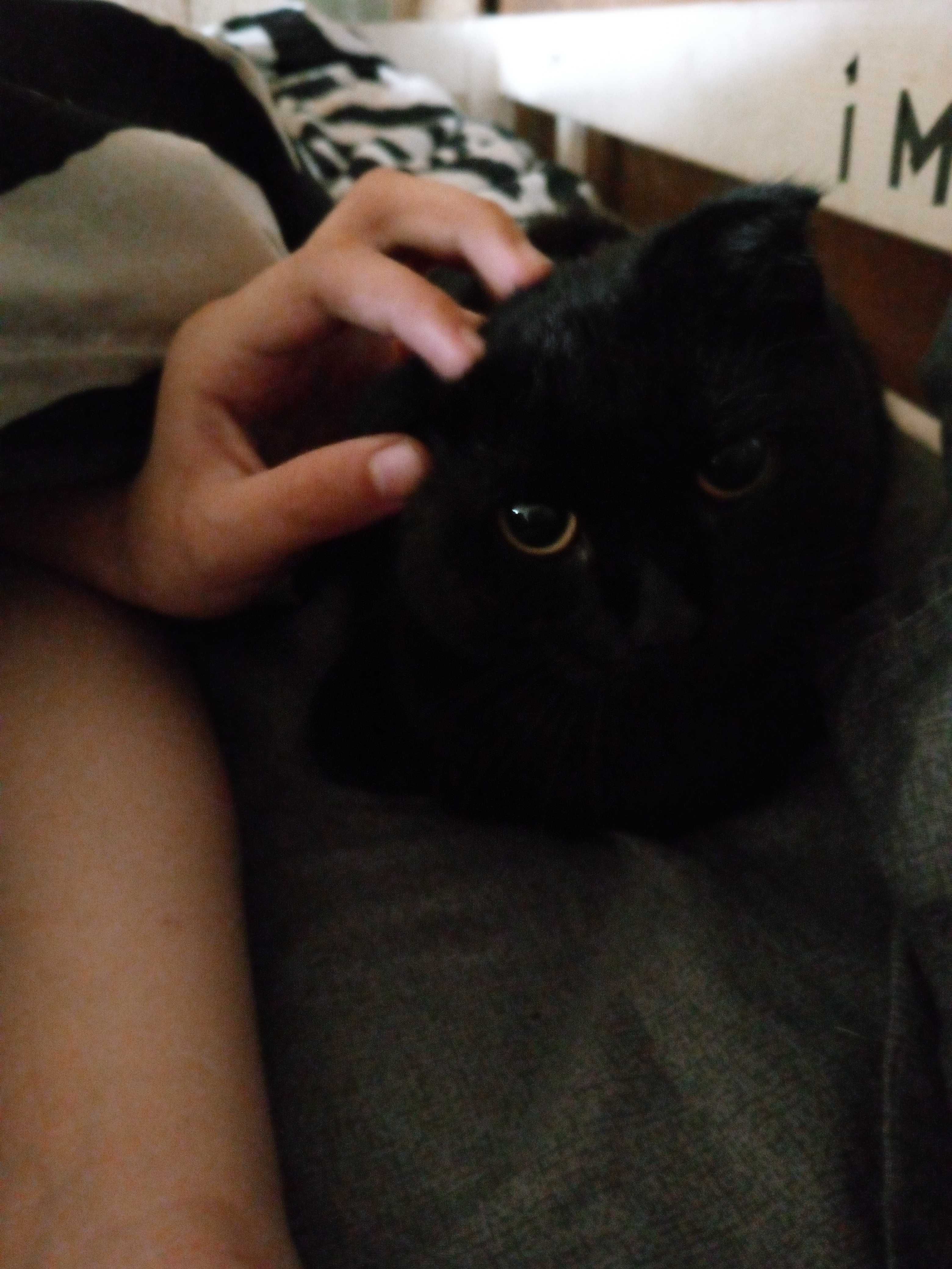 Отдаем милого котика умного и ухоженного.