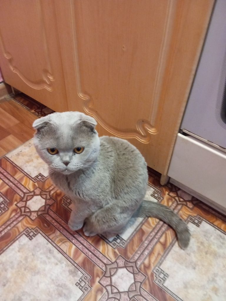 Кот для вязки, британец
