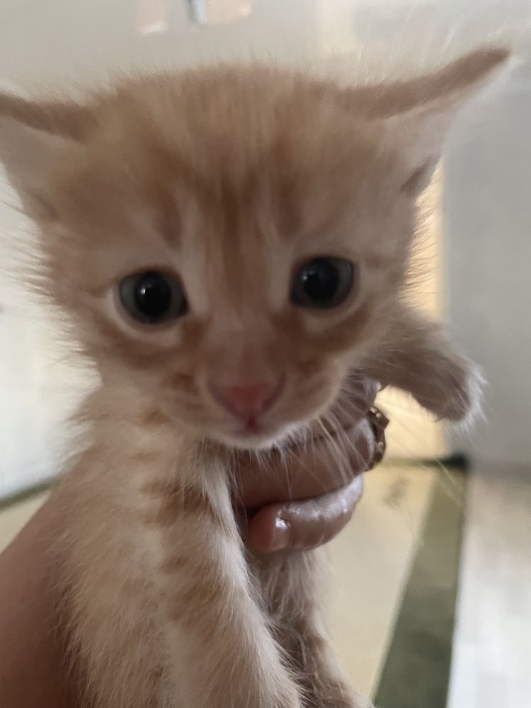 Котенок бесплатно
