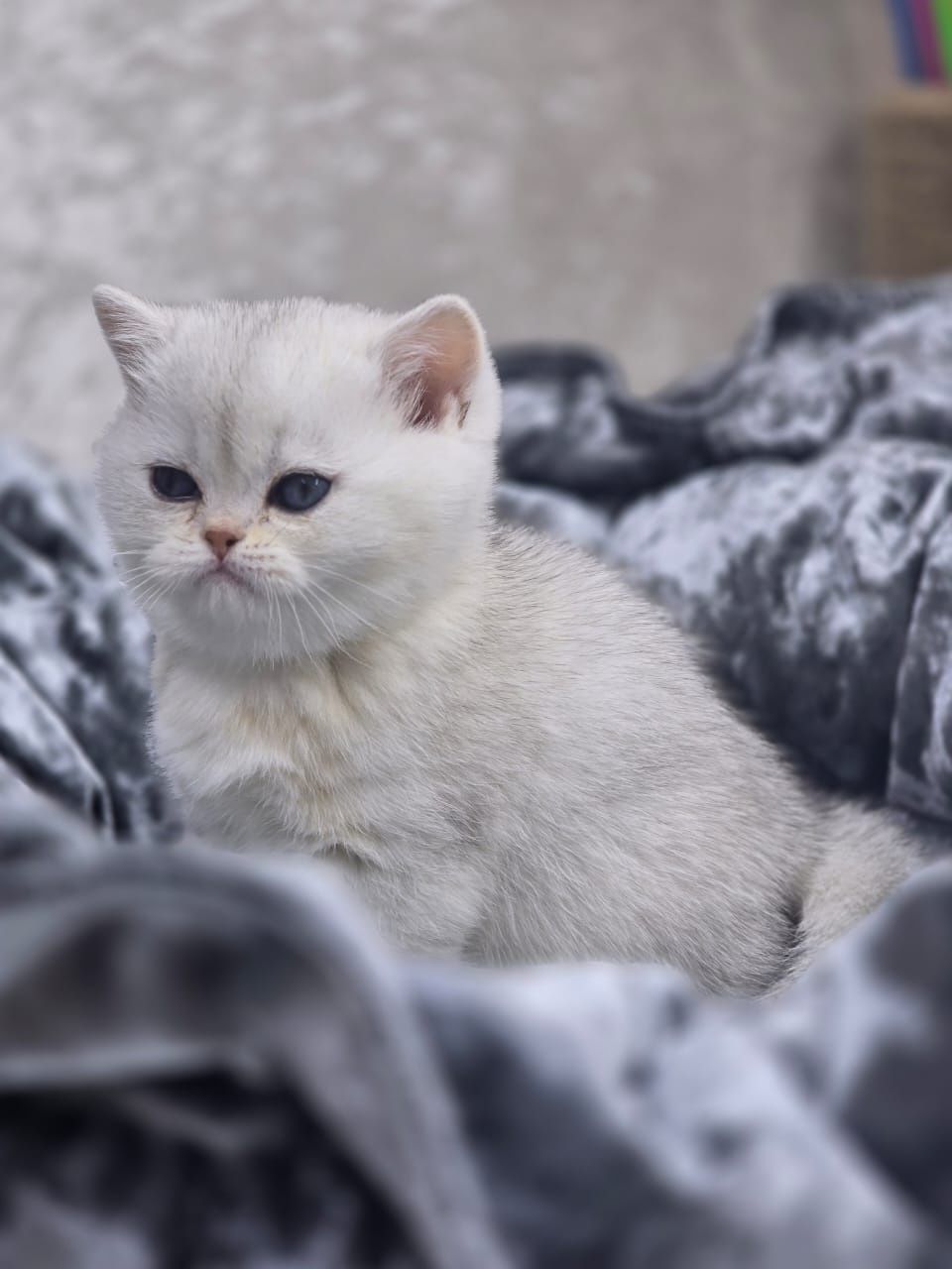 Котики и кошечки британские шиншиллы