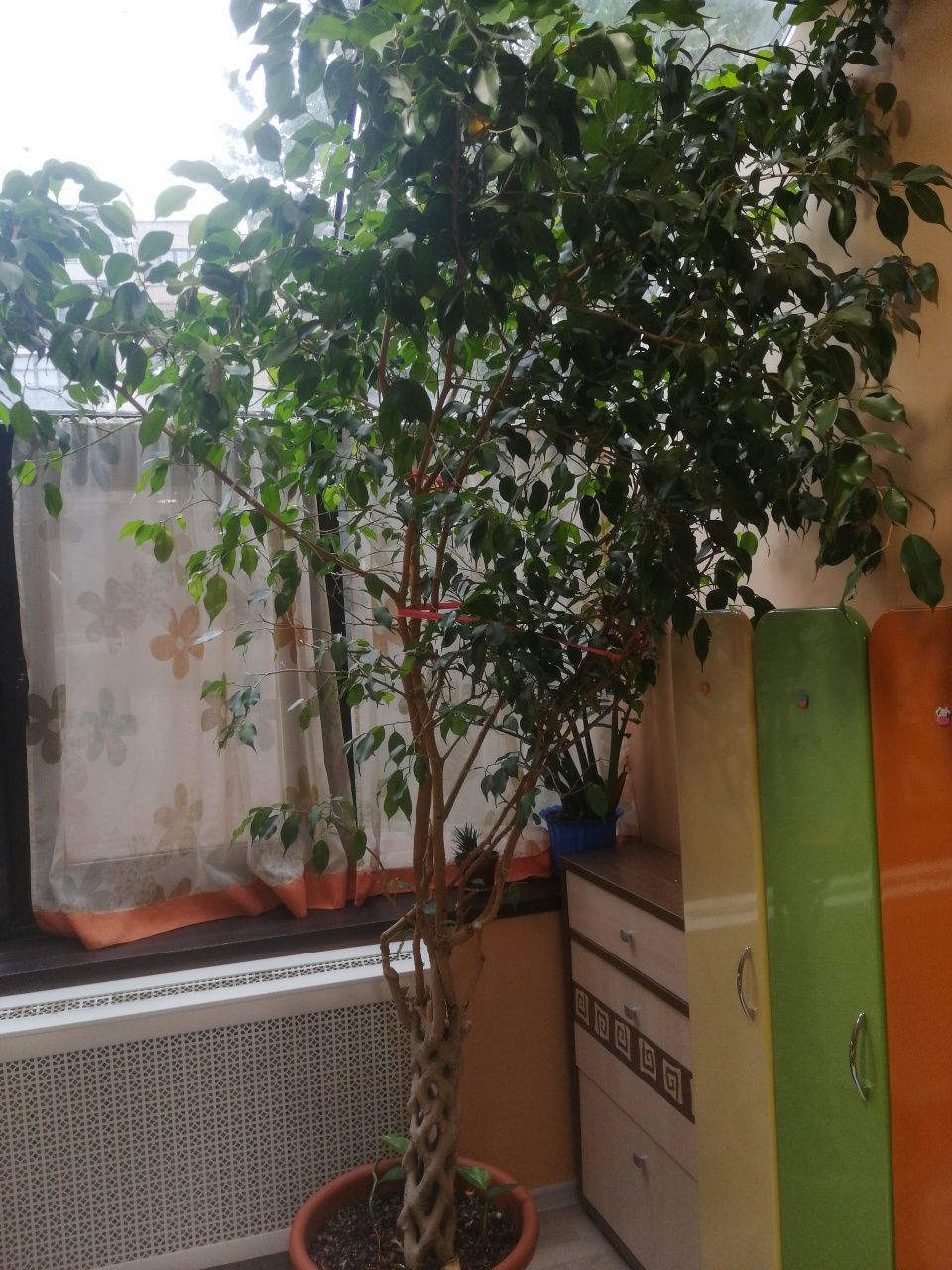 Комнатное растение фикус
