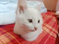 Котята бесплатно