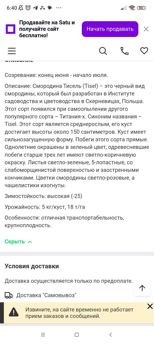 Саженцы черной смородины